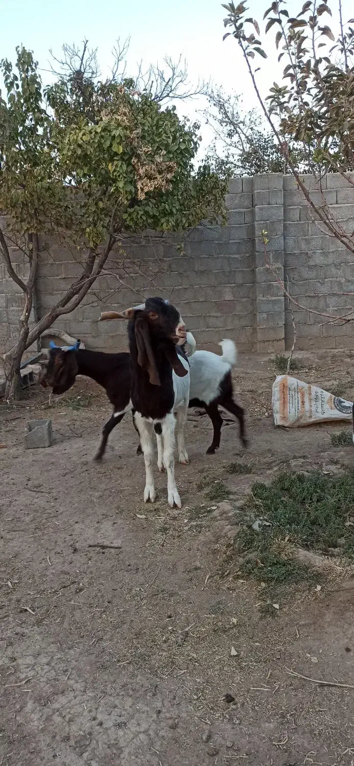 تکه پاکستانی نر بز اصیل لنگ سه قلو|حیوانات مزرعه|مشهد, باغ فراگرد|دیوار
