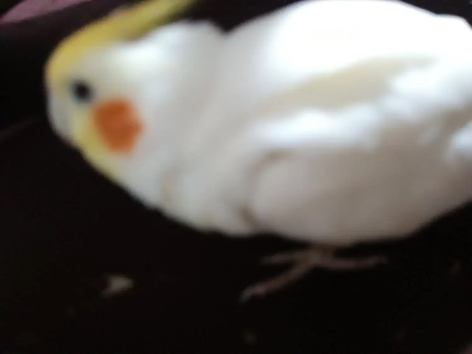 عروس هلندی رام و اواز خان|پرنده|میناب, |دیوار