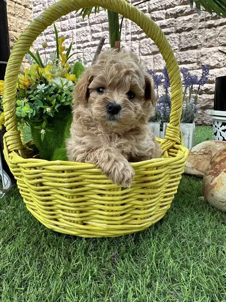 توی پودل / 2ماهه / تیکاپ|سگ|تهران, وردآورد|دیوار