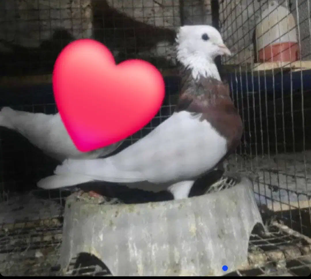 طوقی|پرنده|لالی, |دیوار