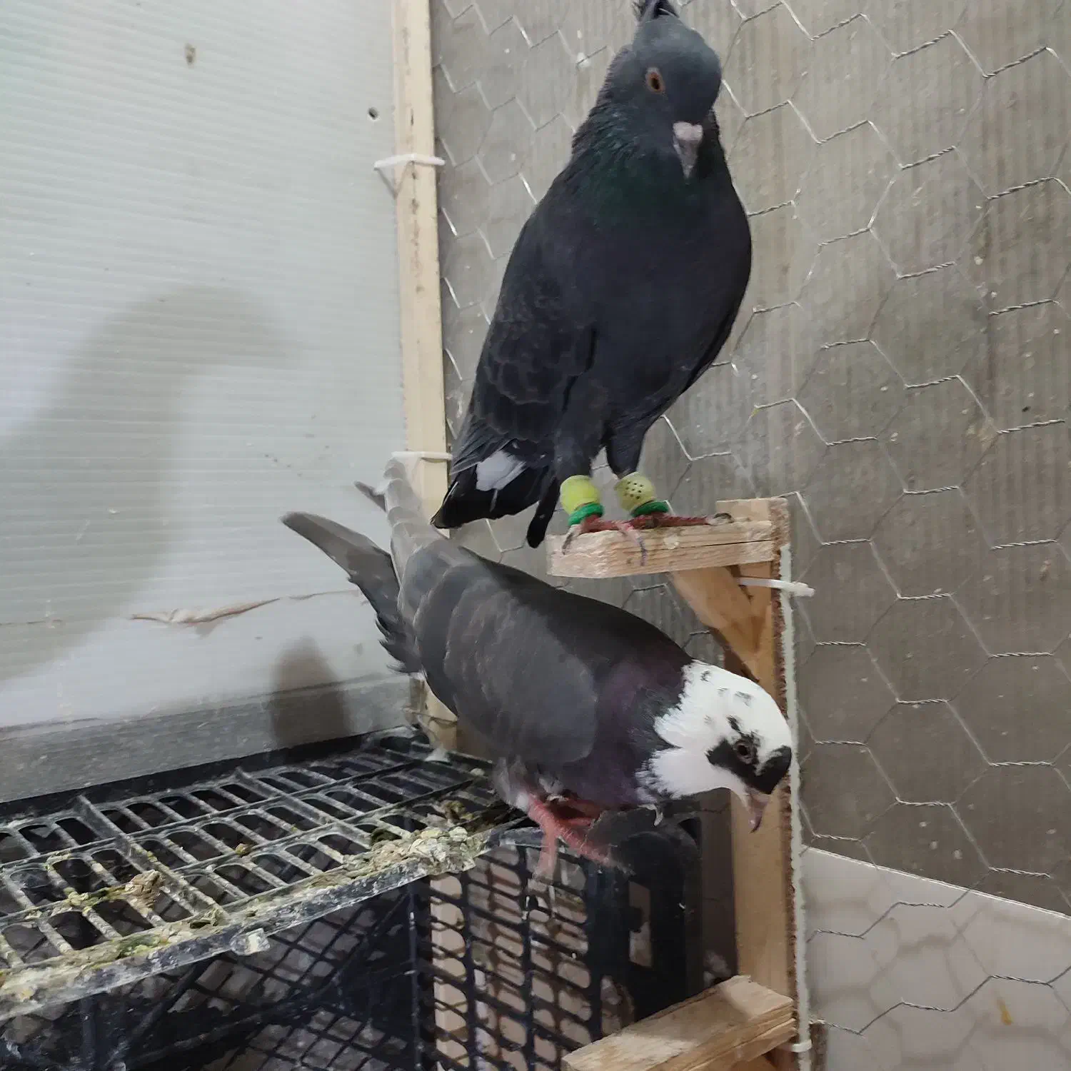 یک جفت کبوتر|پرنده|سبزوار, جوادیه غربی|دیوار