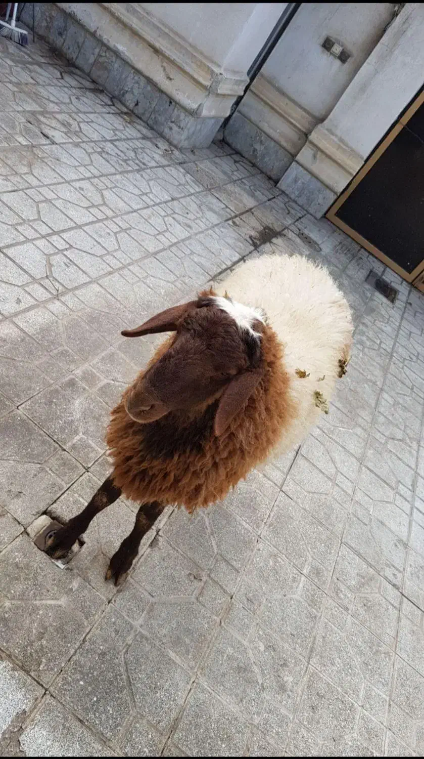 گوسفند زنده گوسفند خونی|حیوانات مزرعه|مشهد, هفده شهریور|دیوار