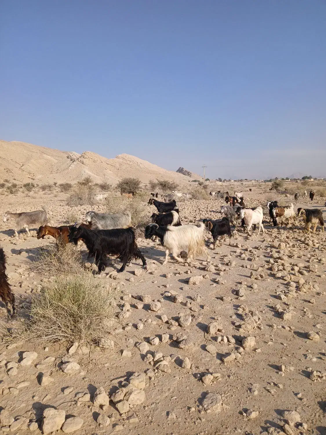 بز داشتی کهره دار|حیوانات مزرعه|خنج, |دیوار