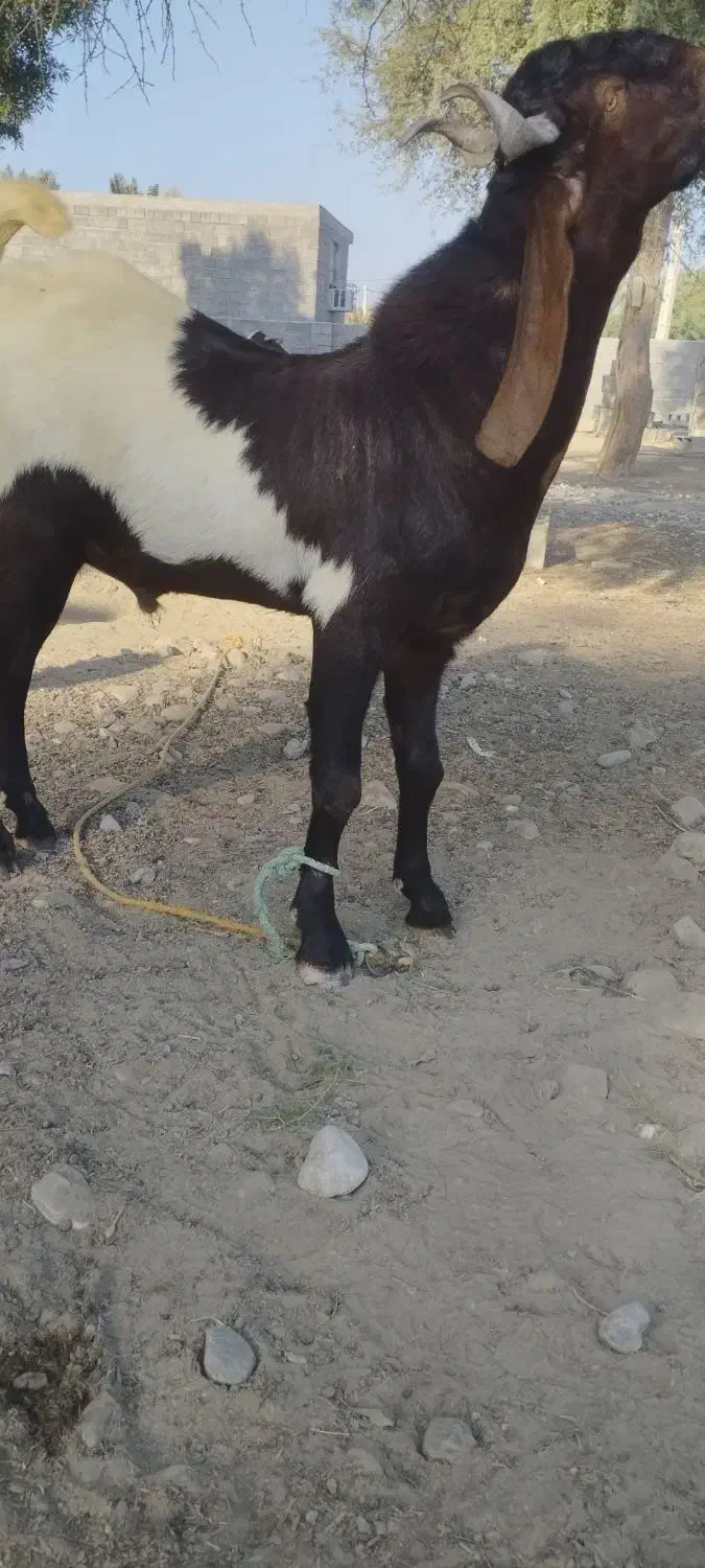 نری یک ساله پاکستانی اصل|حیوانات مزرعه|میناب, |دیوار