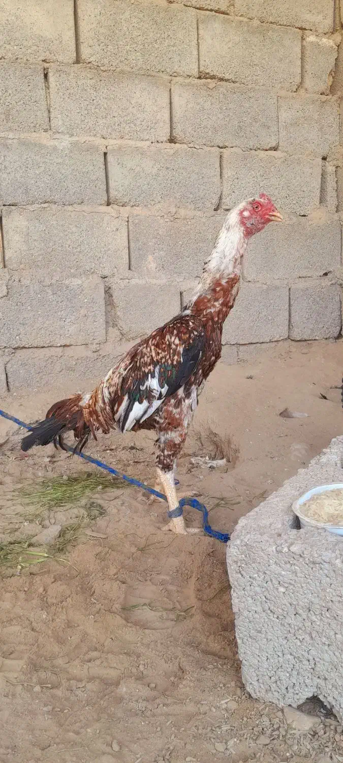 خروس پر مرغی|حیوانات مزرعه|خمیر, |دیوار