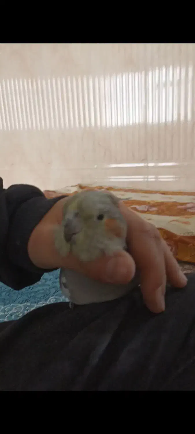 عروس هلندی ماده|موش و خرگوش|سیلوانه, |دیوار