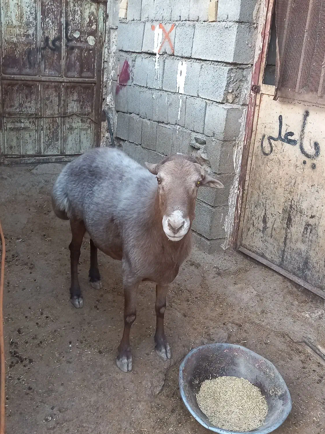 گوسفند|حیوانات مزرعه|دینور, |دیوار