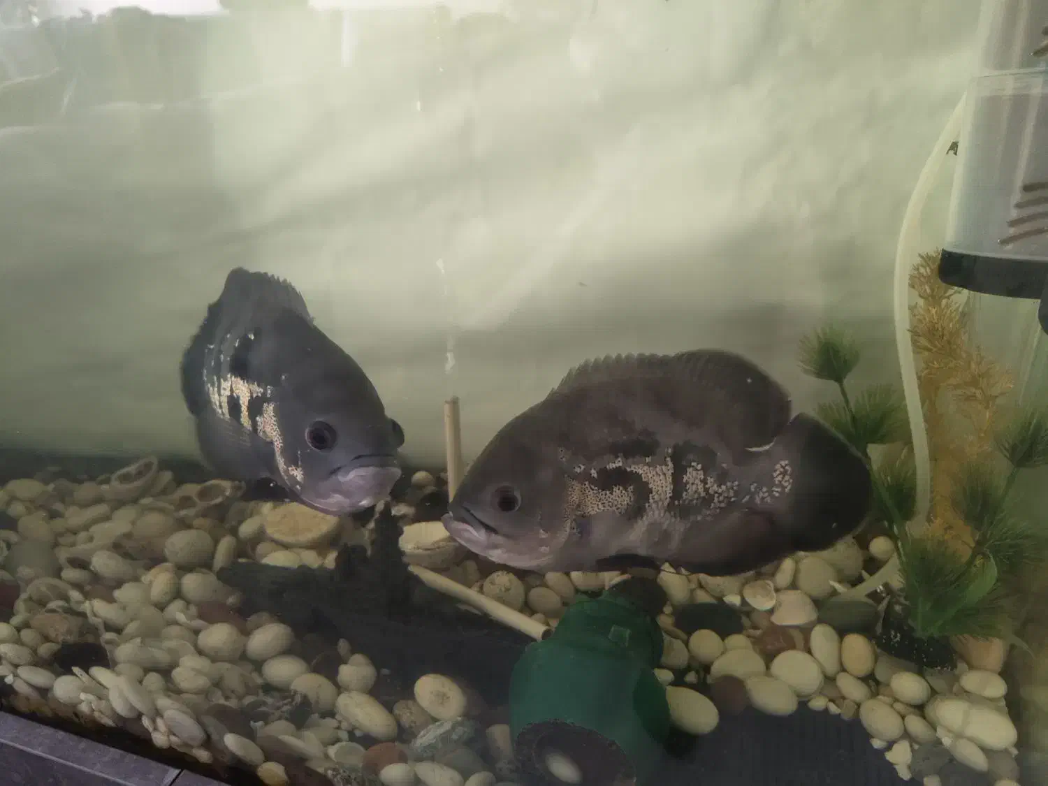 اسکار|ماهی|همدان, |دیوار