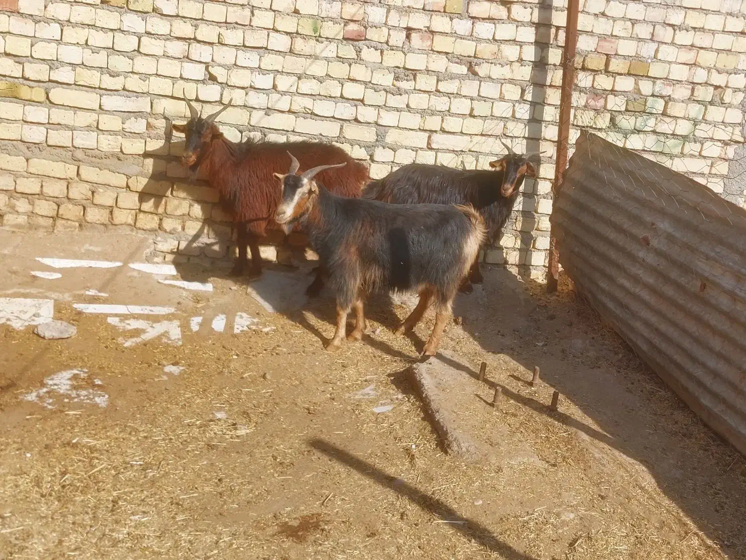 بز قصر|حیوانات مزرعه|قزوین, |دیوار