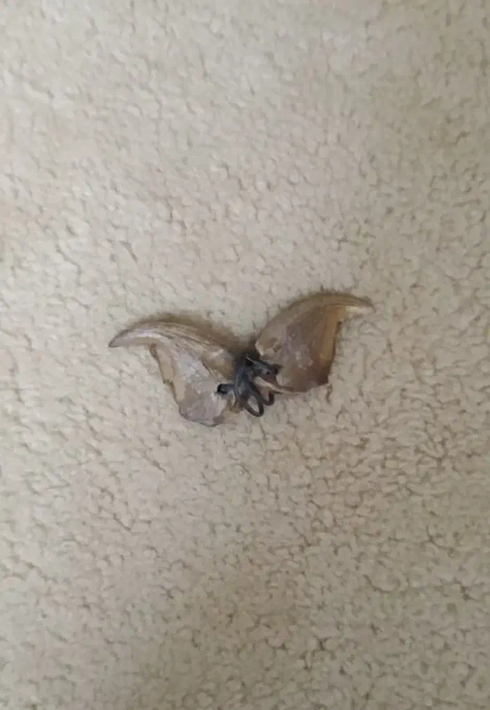 ناخون پلنگ خیلی قدیمی|کلکسیون اشیاء عتیقه|شوشتر, |دیوار