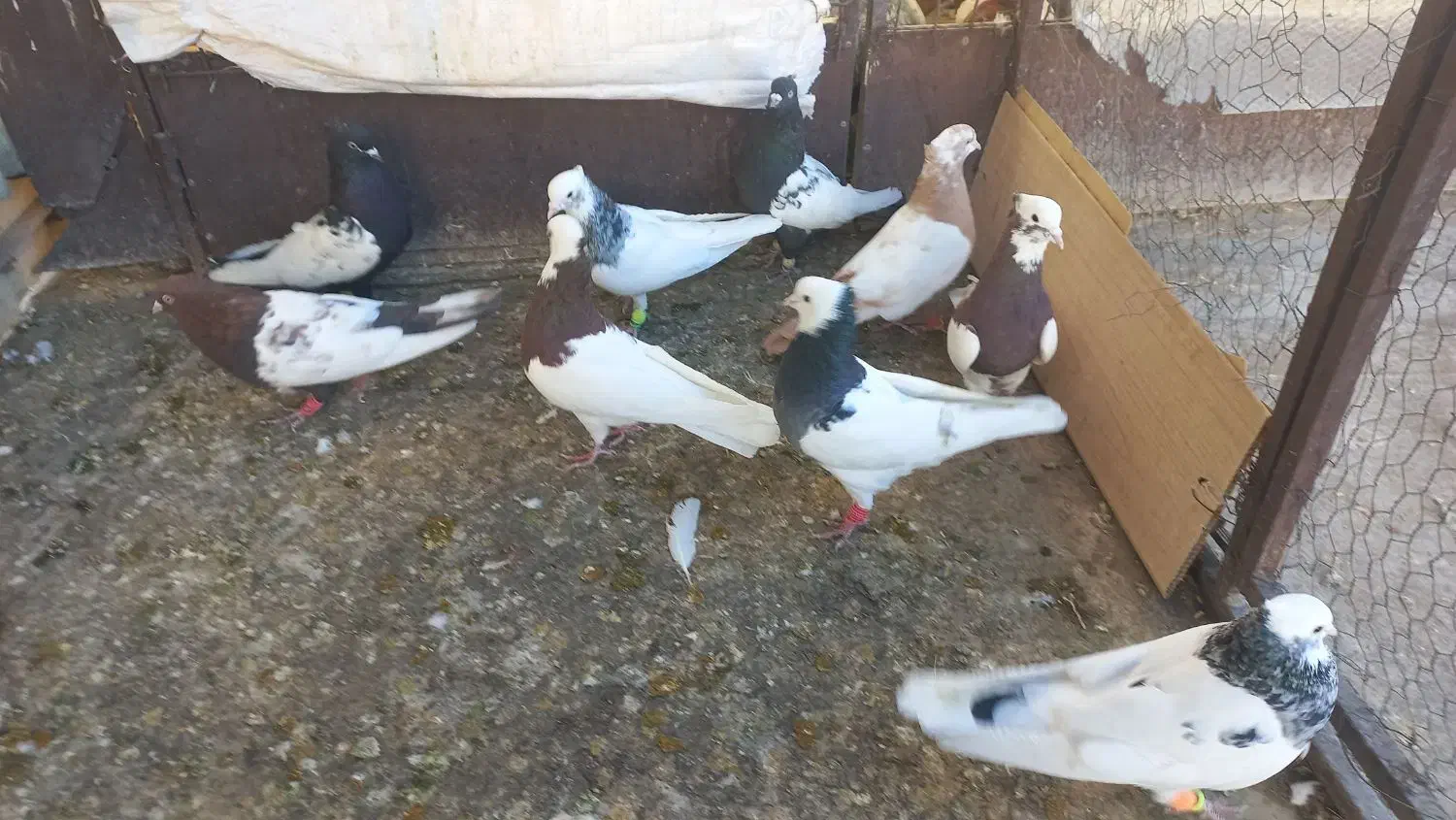 کبوتر پرنده|پرنده|قزوین, |دیوار