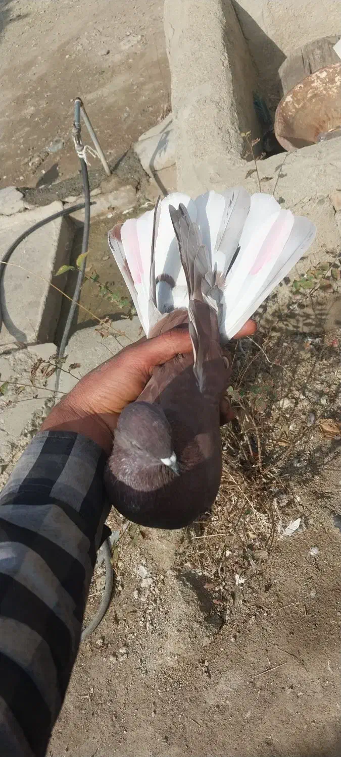 دوعد کبوتر|پرنده|ارومیه, |دیوار