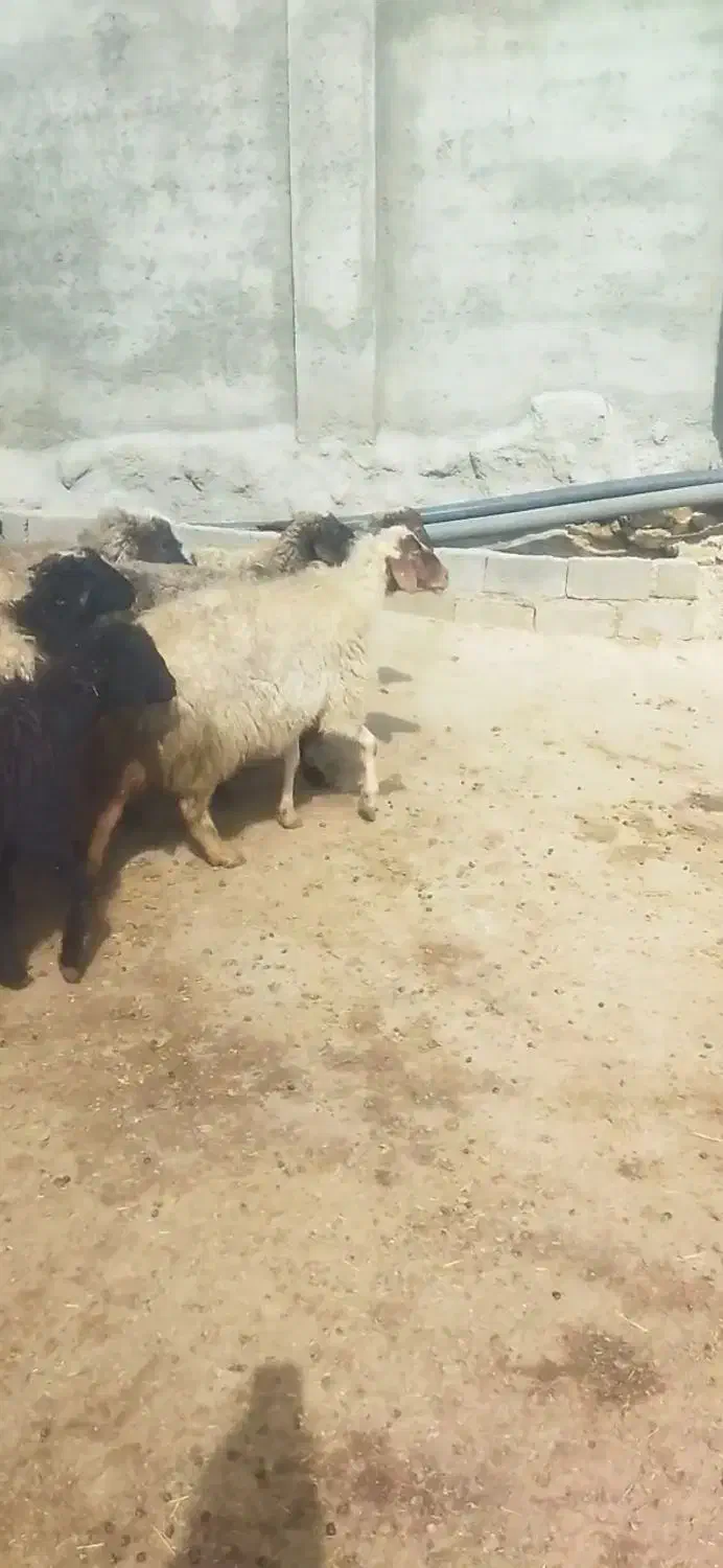 فرش 11راس میش خیلی هاشون آبستن سنگین|حیوانات مزرعه|امام, |دیوار