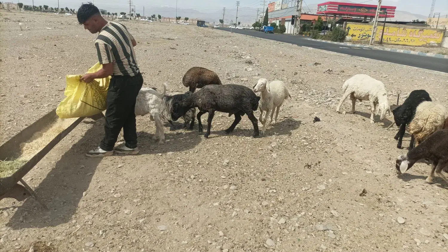 گوسفند زنده|حیوانات مزرعه|اندیشه, شهرک المهدی|دیوار