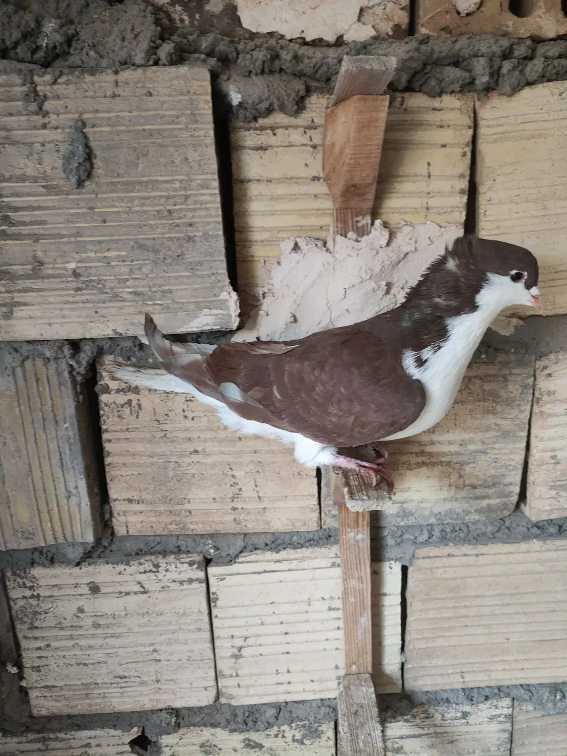 راست  سرخ کاکلی زلفا درست|پرنده|رفسنجان, |دیوار