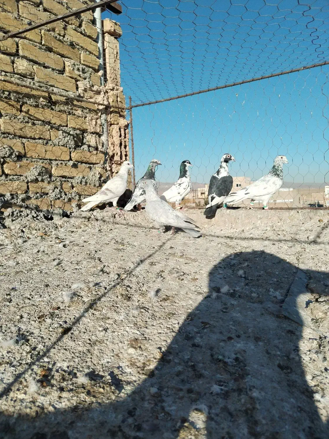 کفتر خوشگل ضربه|پرنده|سبزوار, ایزی شهر|دیوار