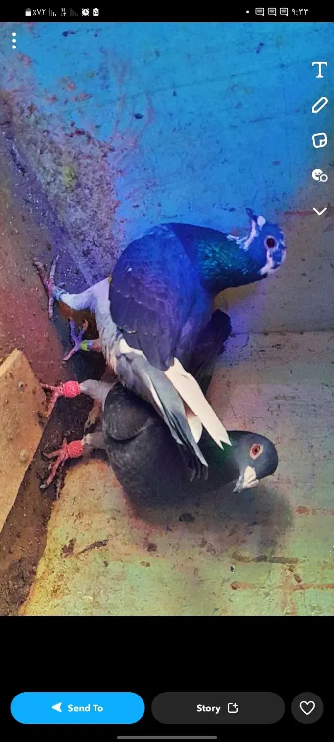 کفتر|حیوانات|بم, |دیوار