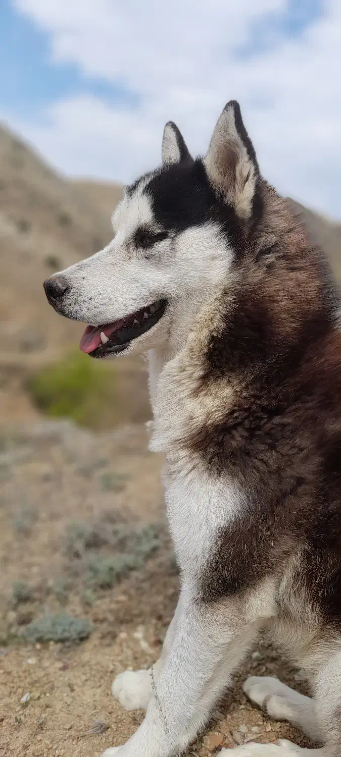 گمشده هاسکی|حیوانات|سراب, |دیوار