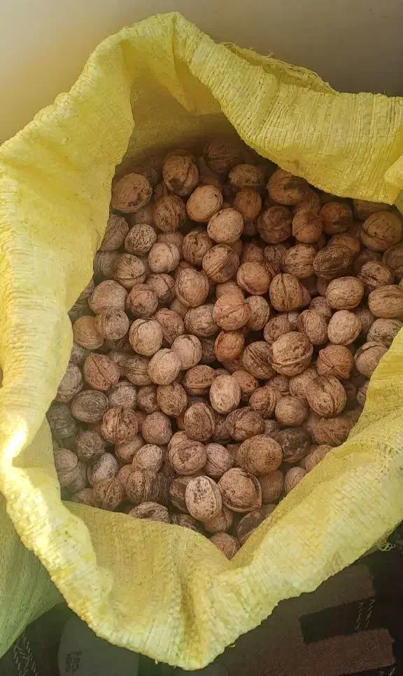 گردو چرب و خوش مغز|خوردنی و آشامیدنی|تهران, افسریه جنوبی|دیوار