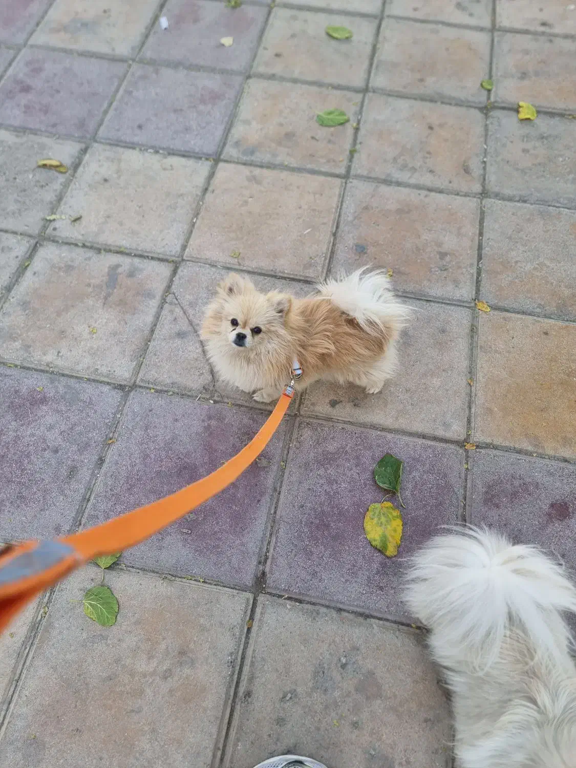 پامرانین نباتی|سگ|مشهد, کوی المهدی|دیوار