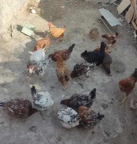 مرغ تخم گذار|حیوانات مزرعه|شهریار, شهرک بهاران (ویره)|دیوار