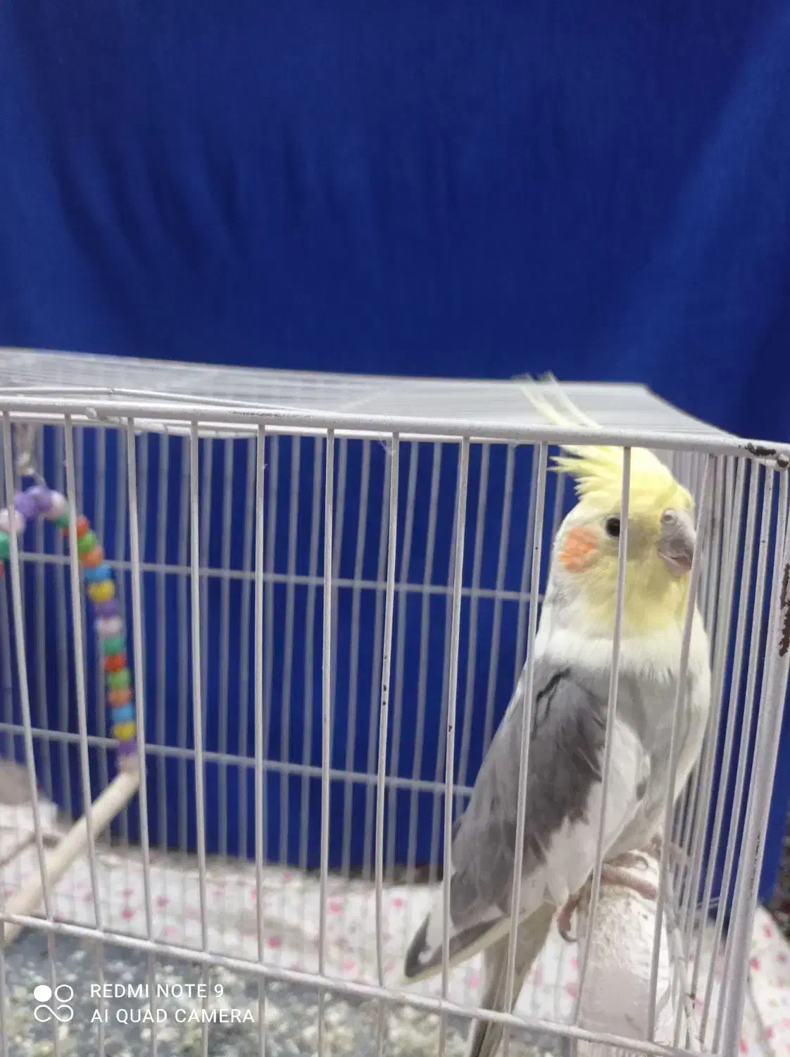 عروس هلندی|پرنده|قروه, |دیوار