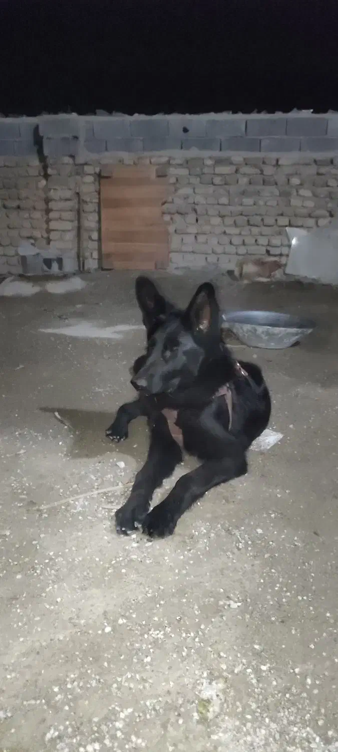 توله نر ژرمن بلک دم روباهی موبلند|سگ|بومهن, |دیوار