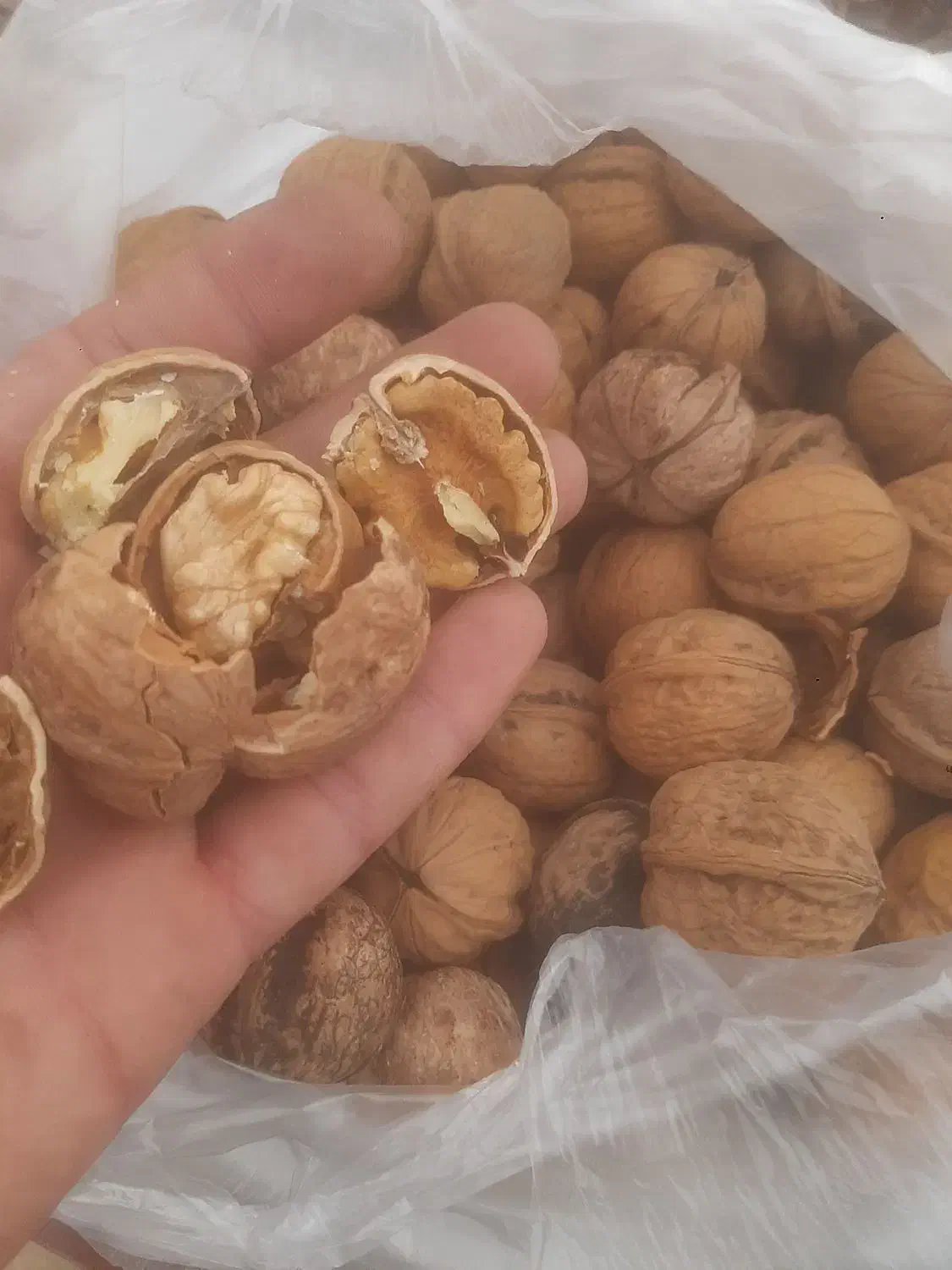 گردو پوست کاغذی بجنورد|خوردنی و آشامیدنی|ارطه, |دیوار