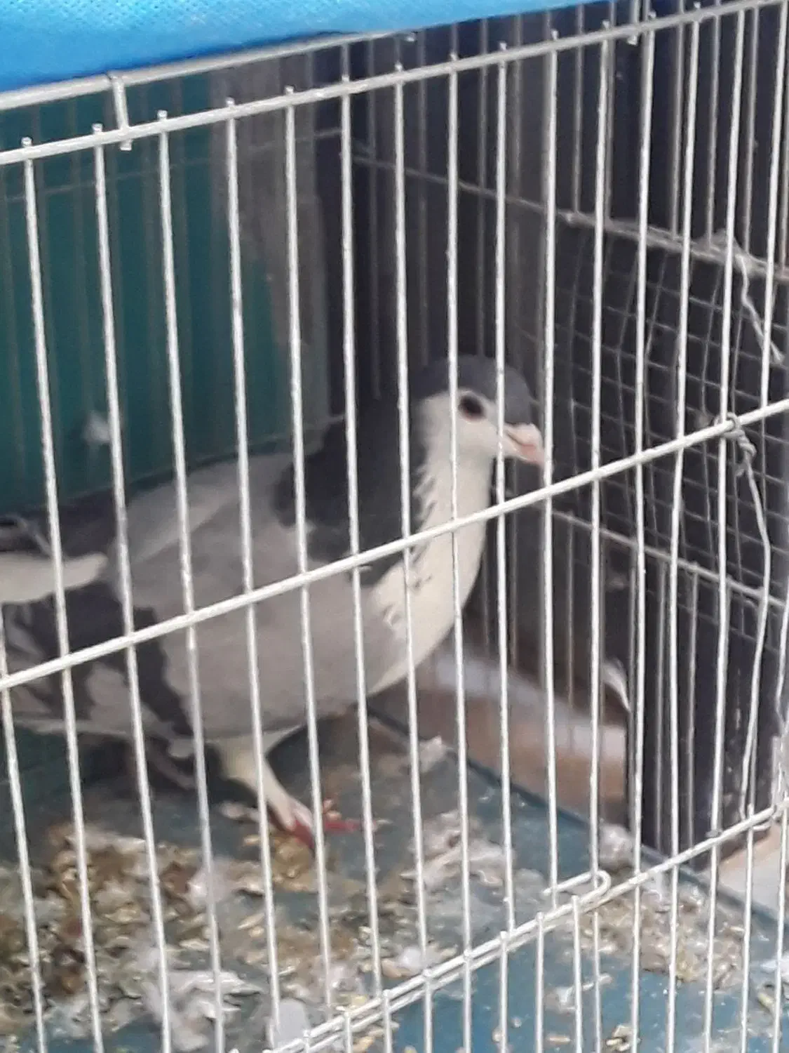 کفترسرخ کاکولی دوم دارنربه شرط وجوجه پلاکی نر|پرنده|خمینیشهر, |دیوار