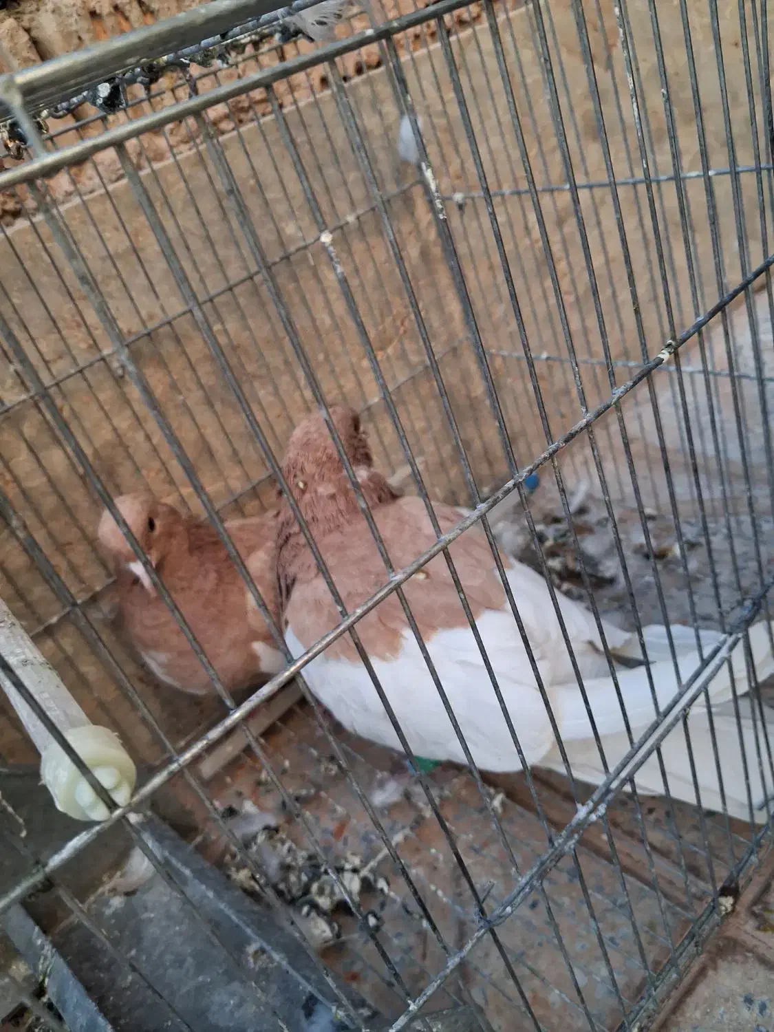 کفتر|پرنده|آباده, |دیوار