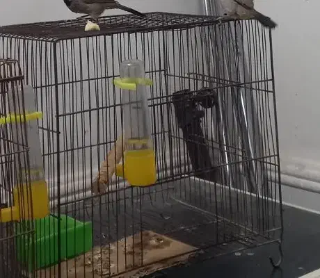 پرنده عروس طوطی|پرنده|برازجان, |دیوار