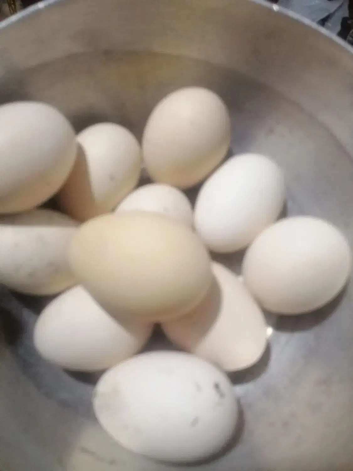 تخم نطفه دار لاری و دورگ لاری|حیوانات مزرعه|شبانکاره, |دیوار