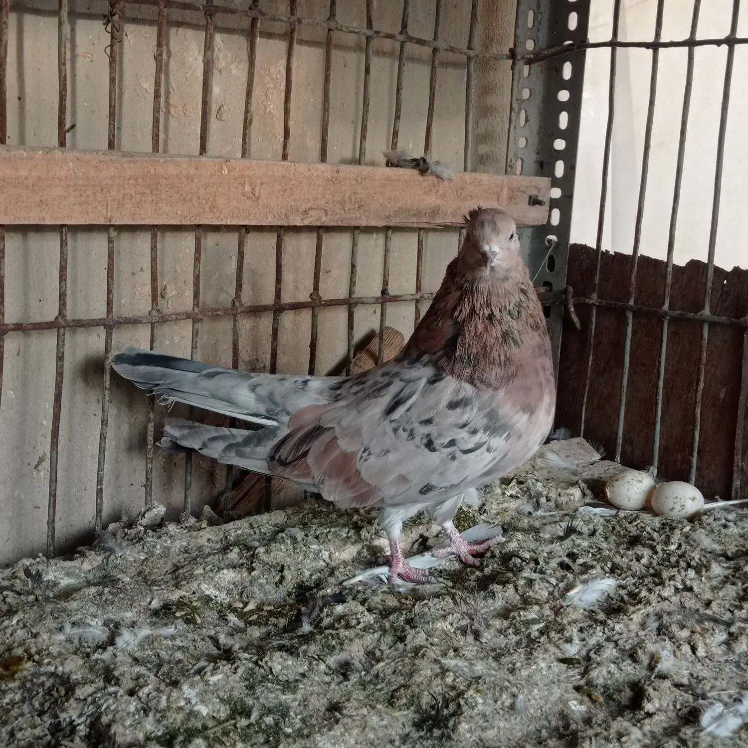 ماده سرور|پرنده|اشکذر, |دیوار