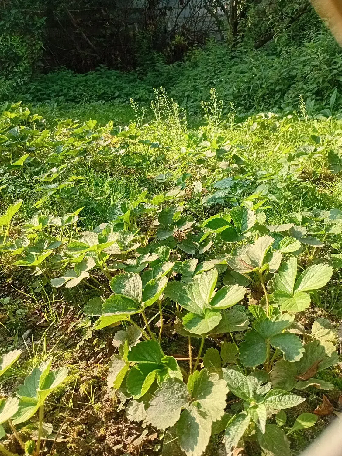 بوته توت فرنگی فقط ۳۵۰۰|گل و گیاه طبیعی|آمل, |دیوار