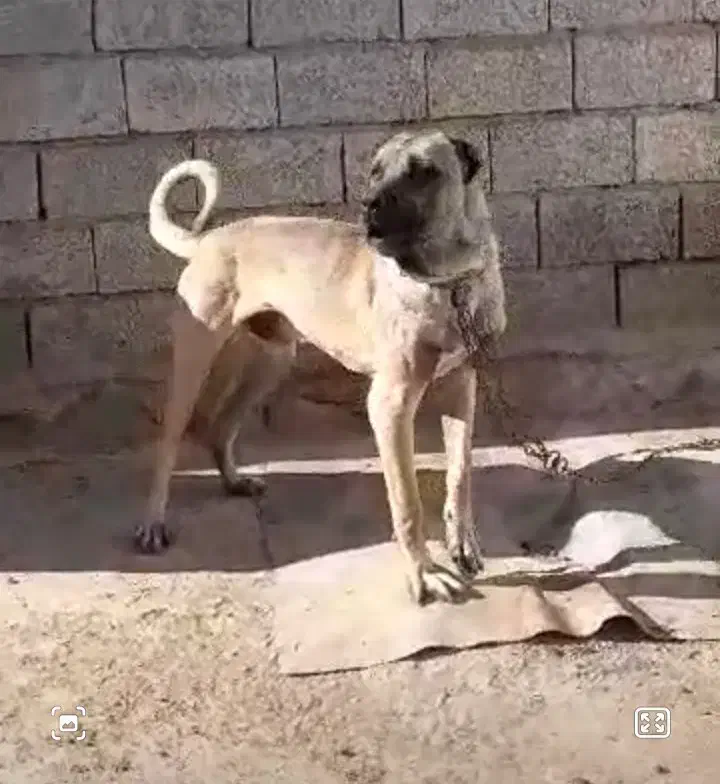 ناب سراب|سگ|تبریز, |دیوار