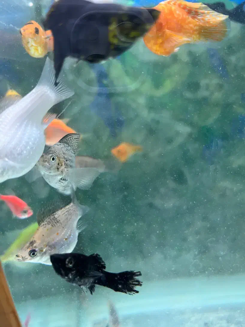 ماهی کالر کپی و مولی|ماهی|سراب, |دیوار