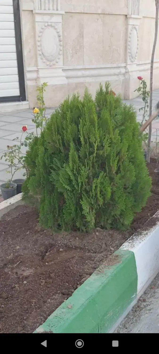 گل کاری و باغچه سازی وهرس|خدمات باغبانی و درختکاری|قم, آزادگان|دیوار