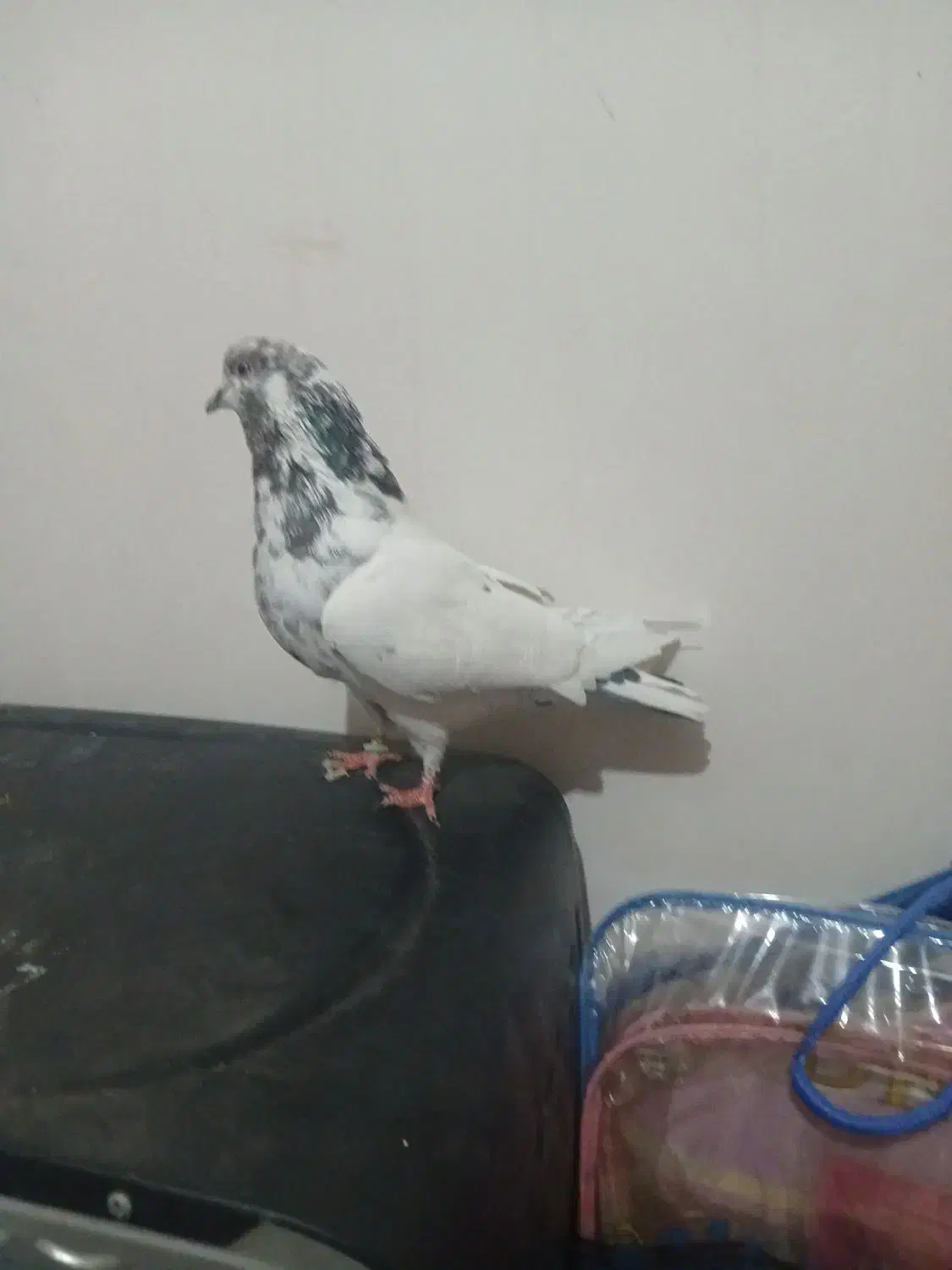 کفتر پرستی|پرنده|برخوار, |دیوار