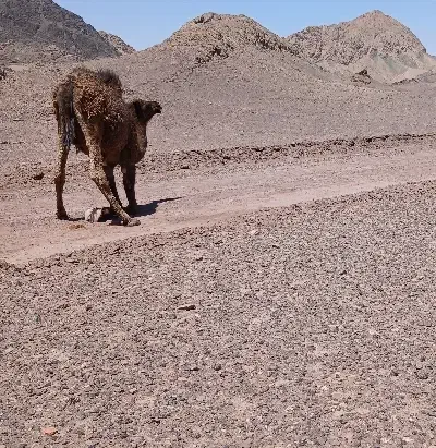 حیوانات مزرعه|حیوانات مزرعه|خوسف, |دیوار