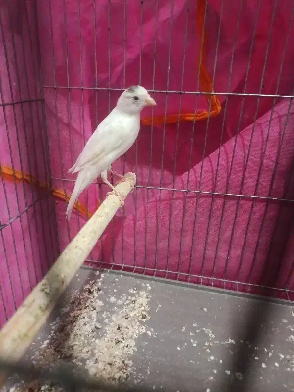 قناری سفید|پرنده|سلماس, |دیوار