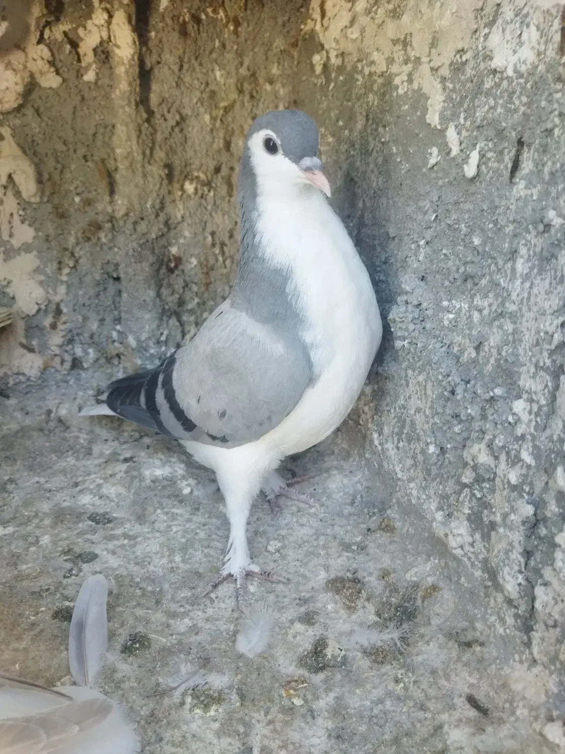 جوجه ساده سبز|پرنده|تربت‌حیدریه, یحیی آباد|دیوار