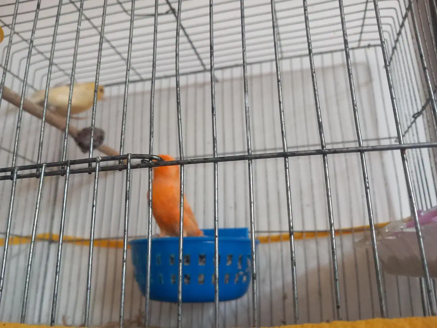 فروش قناری جفت شده|پرنده|داراب, |دیوار