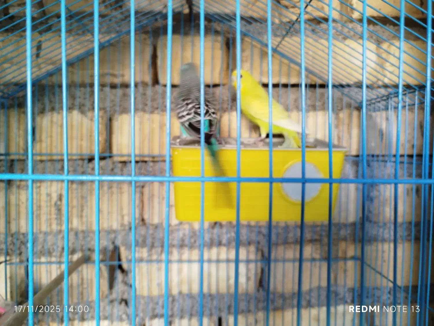 مرغ عشق|پرنده|آبدانان, |دیوار