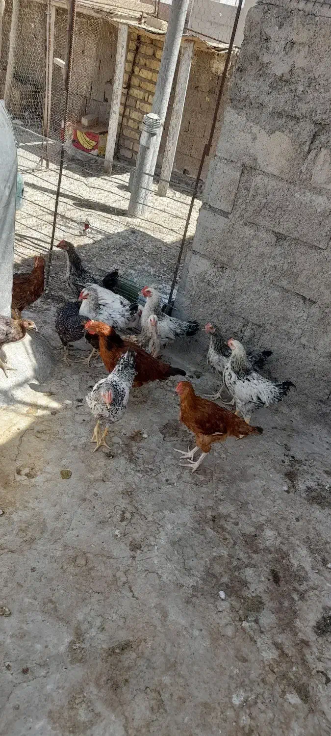 جوجه خروس|حیوانات مزرعه|شیراز, شریف‌آباد|دیوار