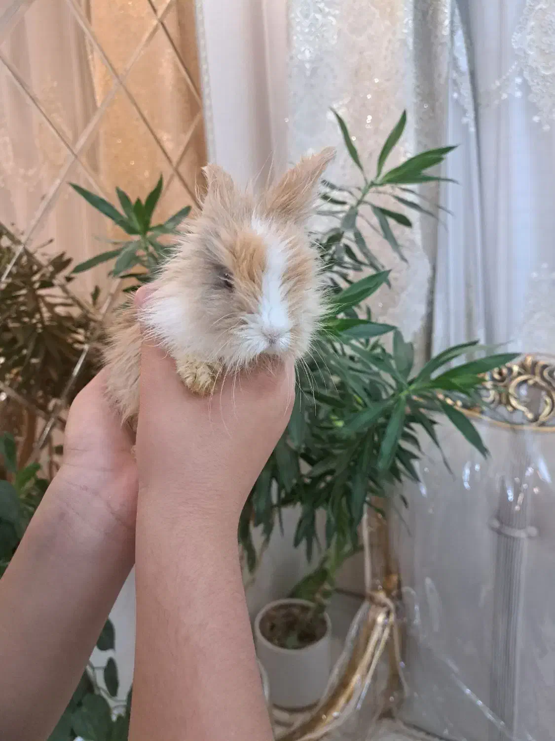 خرگوش لوپ|موش و خرگوش|مشهد, هفده شهریور|دیوار