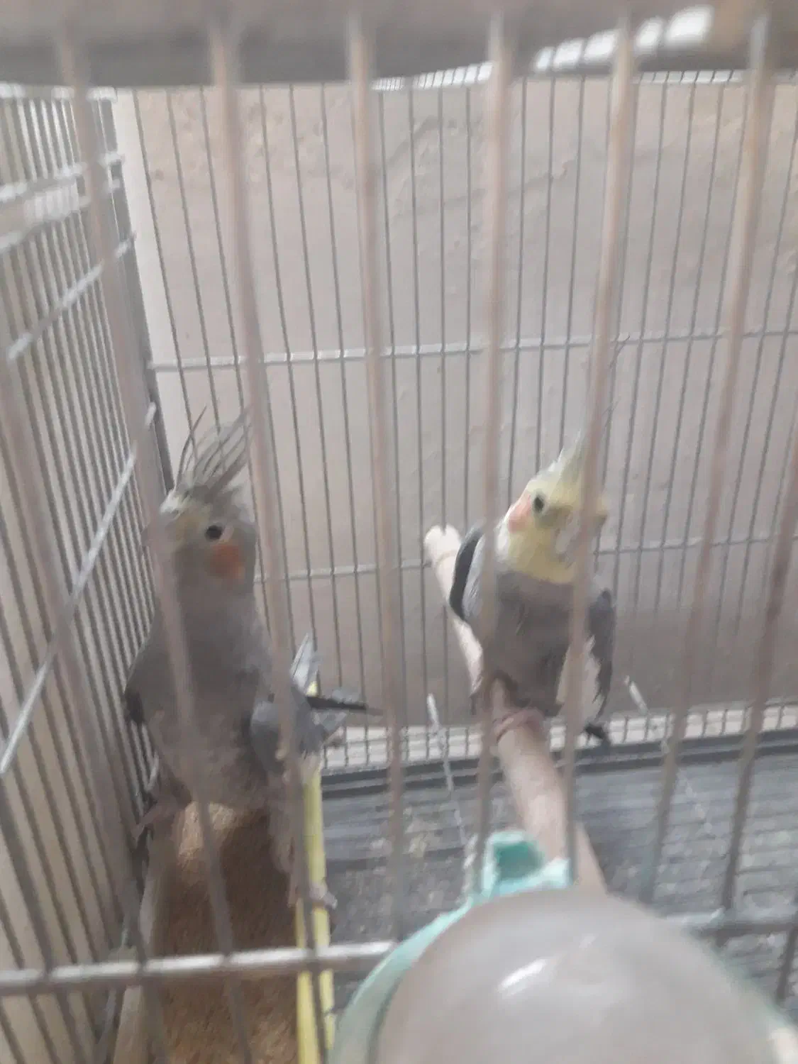 عروس هلندی|پرنده|اصفهان, ارداجی|دیوار