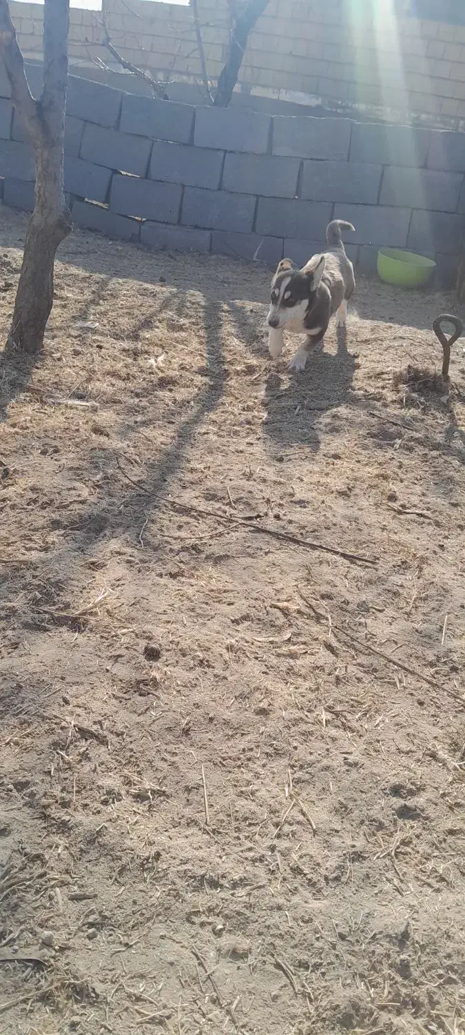 سگ پاکوتاه|سگ|مراغه, |دیوار