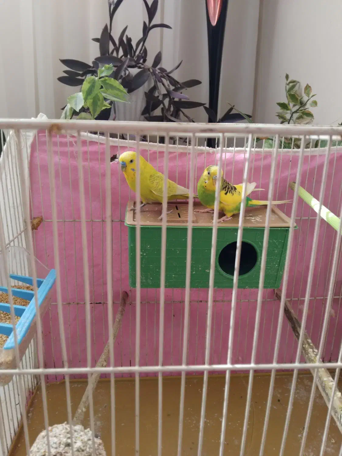 مرغ عشق|پرنده|مشهد, شهرک صنعتی مشهد|دیوار