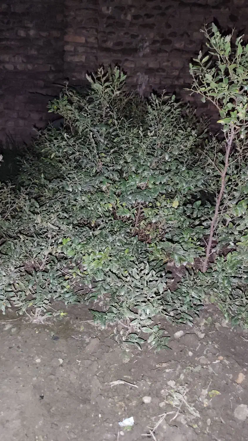 نهال عناب|گل و گیاه طبیعی|رامیان, |دیوار