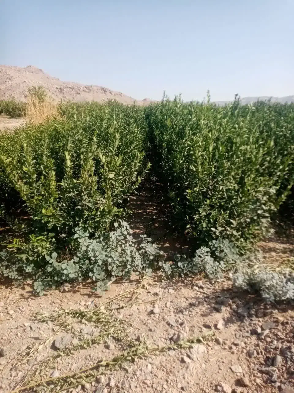 نهال جنوب|خدمات باغبانی و درختکاری|خور (اصفهان), |دیوار